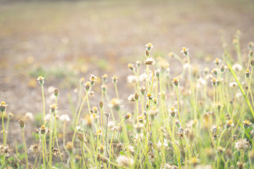 Yellow grass flowers in garden.
