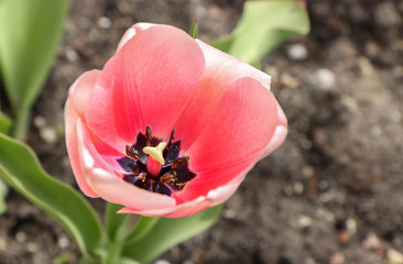The opened flower of a pink tulip.
