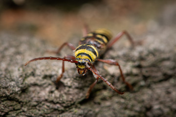 A beautiful longhorn beetle sitting on wood