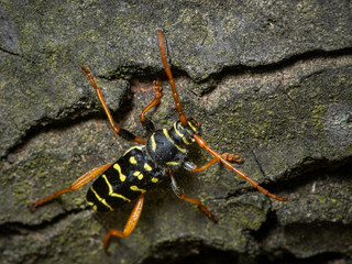 A beautiful longhorn beetle sitting on wood