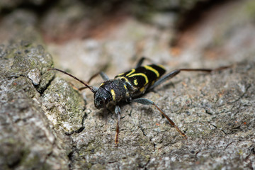 A beautiful longhorn beetle sitting on wood