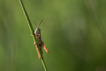 Grashüpfer