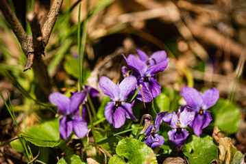 wild violet flowers in the garden