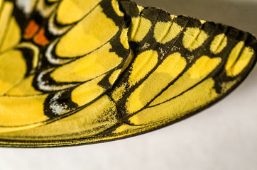 detalle ala mariposa amarilla
