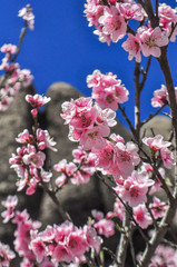 Flores de cerezo con rocas al fondo