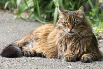 A large stray cat looks angrily at the camera. Caring for homeless animals.