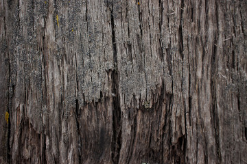 old wood texture