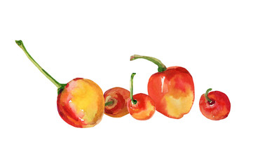 Watercolor sketch cherry.Cherry  pattern.Image on a white and color background.