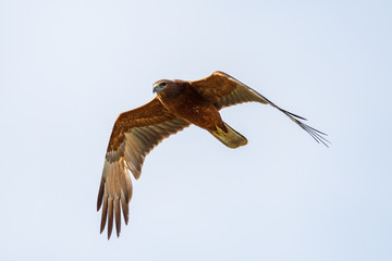 Australasian Harrier in New Zealand