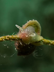 Pond snail, Eiförmige Schlammschnecke (Radix balthica)