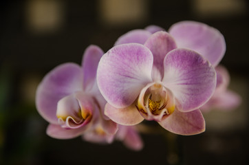 Orquídea color lila. 