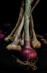 onion and garlic