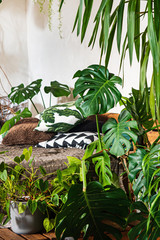Obraz premium house plants in the bedroom