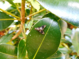 mosca mutuca