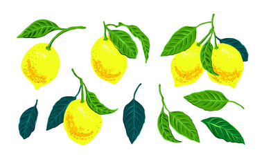 Vector lemon digital illustration. elements for packing, interior kitchen poster, sticker and textile pattern. 