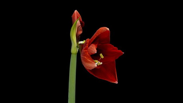Timelapse of red Amaryllis flower blooming on black background
