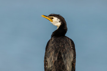 Little Shag/Little Pied Cormorant in New Zealand