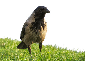 Crow, Corvus monedula, single bird on a meadow. Crows isolate on a white background.