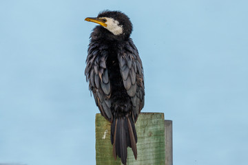 Little Shag/Little Pied Cormorant in New Zealand