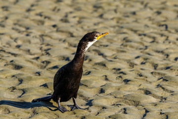 Little Shag/Little Pied Cormorant in New Zealand