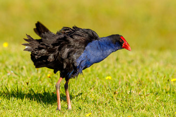 Australasian Purple Swamphen in New Zealand (Pukeko)