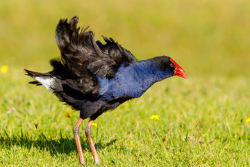 Australasian Purple Swamphen in New Zealand (Pukeko)