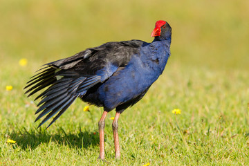 Australasian Purple Swamphen in New Zealand (Pukeko)