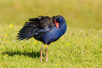 Australasian Purple Swamphen in New Zealand (Pukeko)