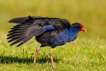 Australasian Purple Swamphen in New Zealand (Pukeko)