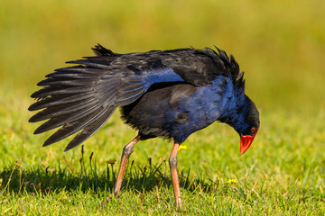 Australasian Purple Swamphen in New Zealand (Pukeko)