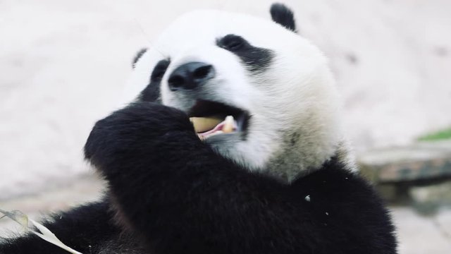 Young Panda bear eating breakfast