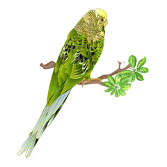 Budgerigar,green pet parakeet or shell parakeet or budgie home pet and Schefflera watercolor on a white background vintage vector illustration editable hand draw
