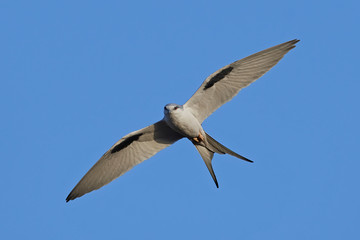 Fototapeta premium African swallow-tailed (Chelictinia riocourii) in its habitat