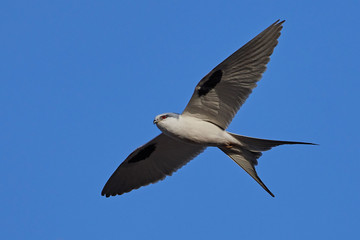 Fototapeta na wymiar African swallow-tailed (Chelictinia riocourii) in its habitat