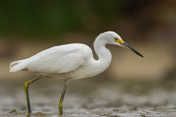great white heron
