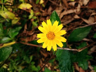 A lonely yellow flower in the garden