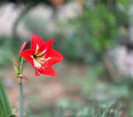 Fototapeta premium Very beautiful red lily flower