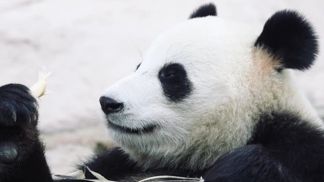 4k Close up of a panda bear eating breakfast