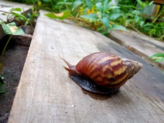 a ltille snail having a little walk