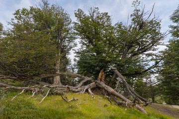 Fototapeta na wymiar Wild nature in Tierra del Fuego National Park, Argentina