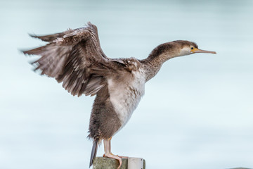 Spotted Shag Endemic to New Zealand