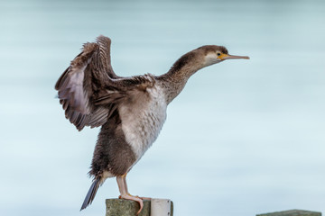 Spotted Shag Endemic to New Zealand