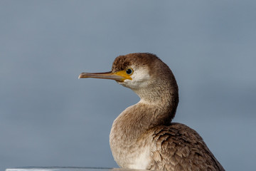Spotted Shag Endemic to New Zealand