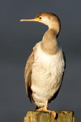 Spotted Shag Endemic to New Zealand