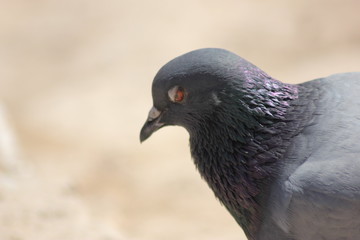 close up of a pigeon