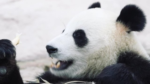 Obese Panda bear lying down and eating breakfast