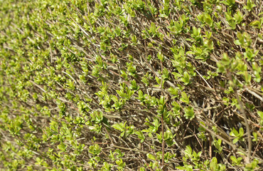 Green bushes in the garden. Background.