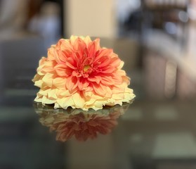 The dahlia flower on glass surface