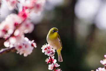 梅の木にとまるメジロ