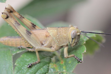 green grasshopper on a leaf